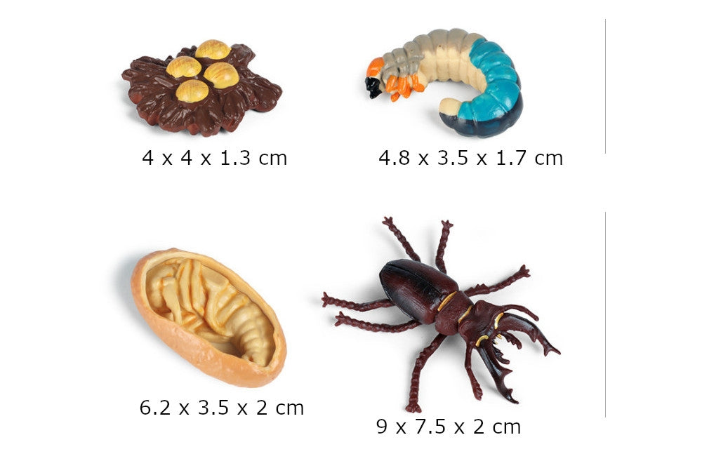 Life Cycle of a Stag Beetle with Demo Tray