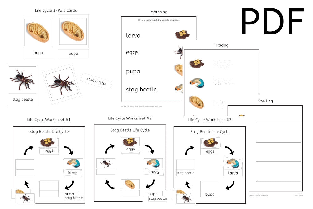 Stag Beetle Life Cycle 3-Part Cards & Worksheets (PDF)