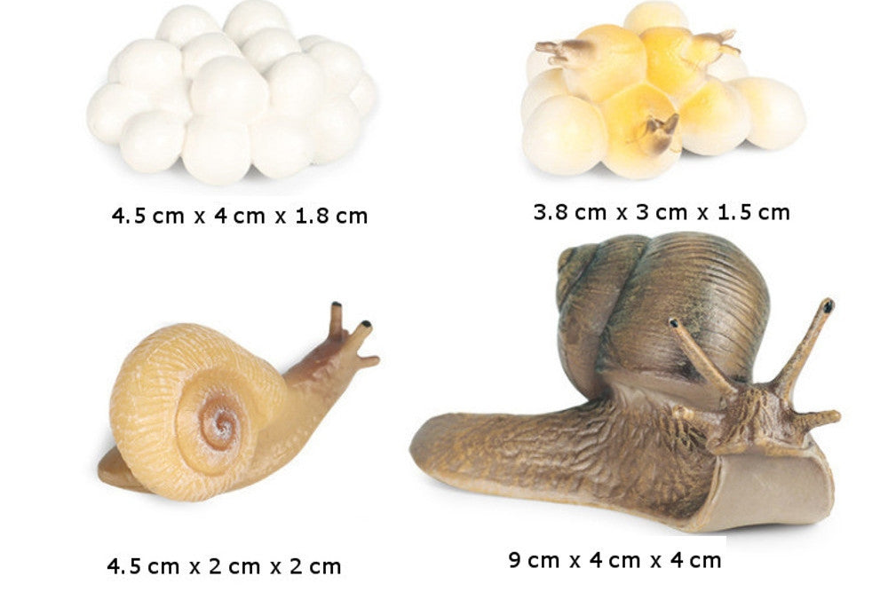 Life Cycle of a Snail Models with Tray and Cards