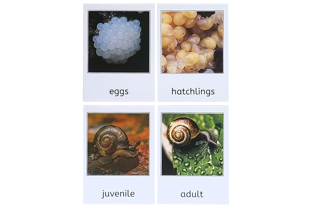 Life Cycle of a Snail Models with Tray and Cards