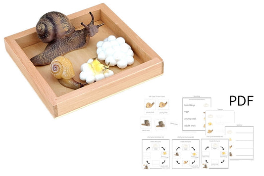 Life Cycle of a Snail with Tray