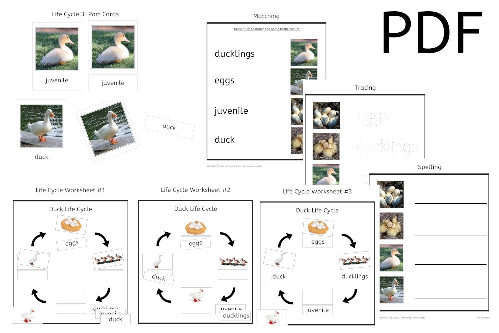 Duck Life Cycle 3-Part Cards & Worksheets (PDF)