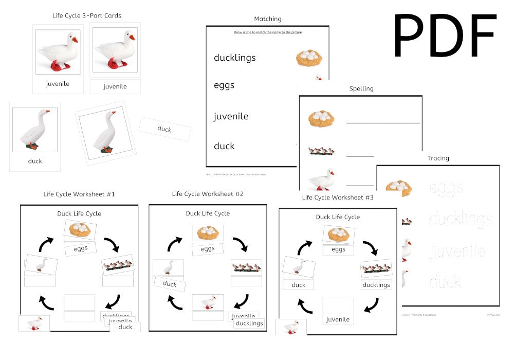 Duck Life Cycle 3-Part Cards & Worksheets (PDF)