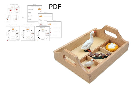 Life Cycle of a Duck with Tray