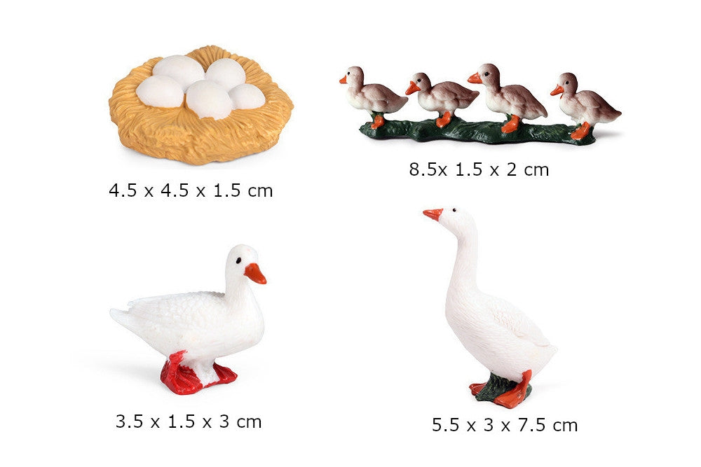 Life Cycle of a Duck with Tray