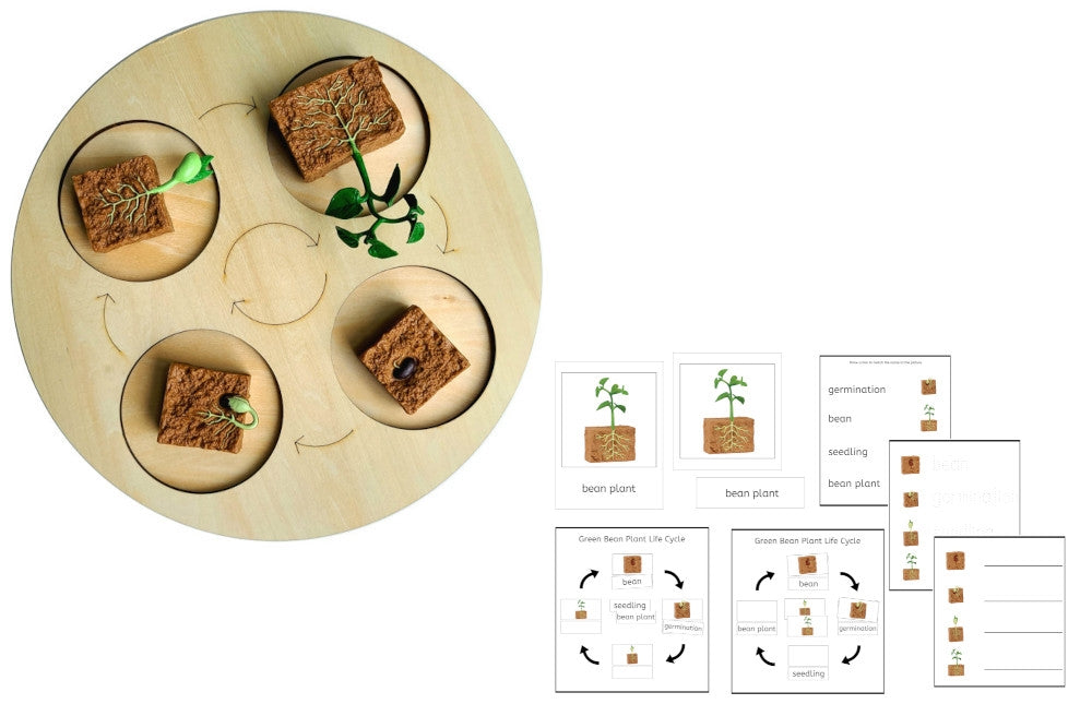 Life Cycle of a Green Bean Plant with Demo Tray