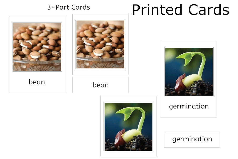 Life Cycle of a Green Bean Plant with Tray & Cards