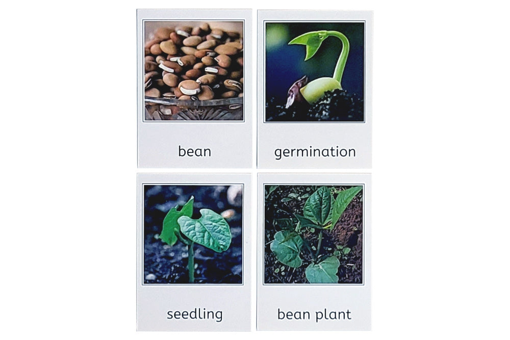 Life Cycle of a Green Bean Plant with Tray & Cards