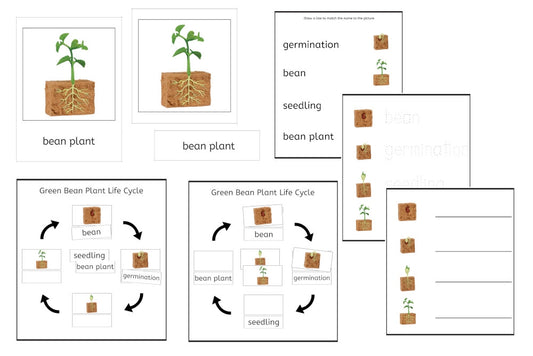 Green Bean Plant Life Cycle 3-Part Cards & Worksheets (PDF)