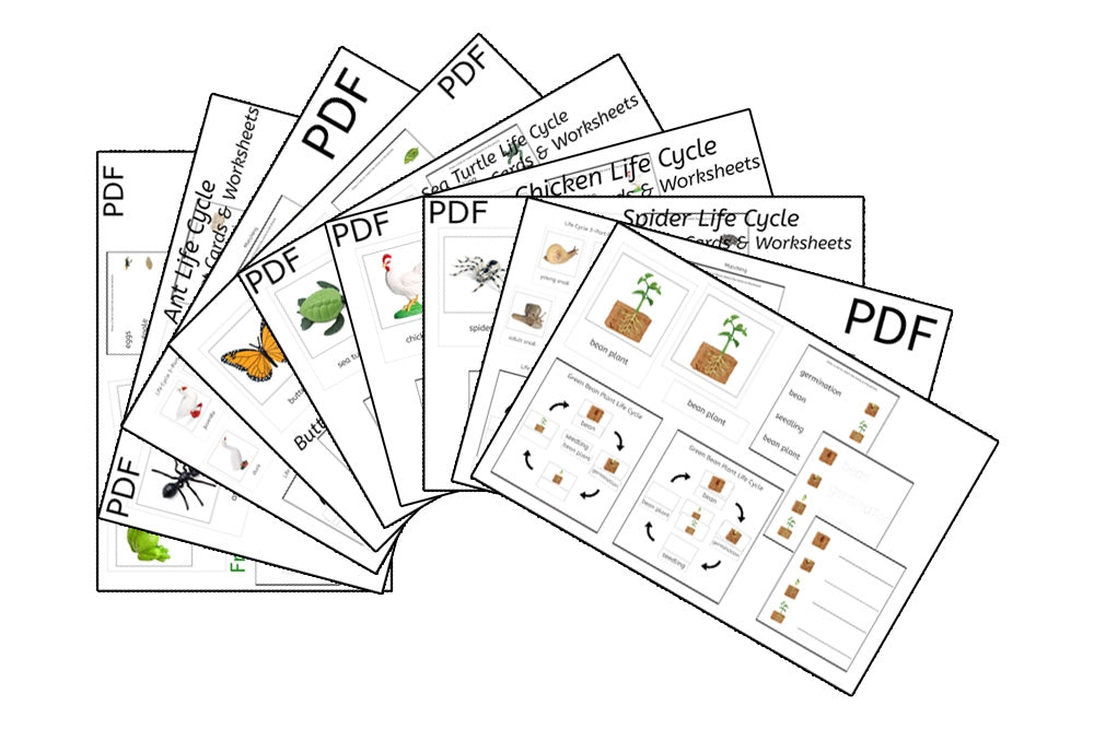 9 Life Cycle 3-Part Cards & Worksheets (PDF)