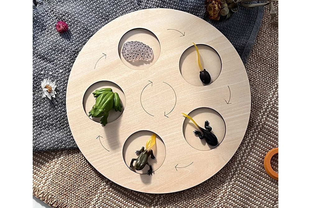 5-Stage Wooden Tray for Life Cycle Models