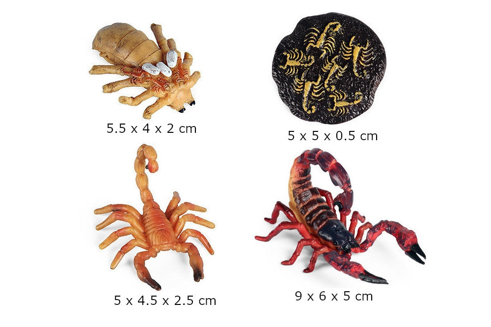 Life Cycle of a Scorpion