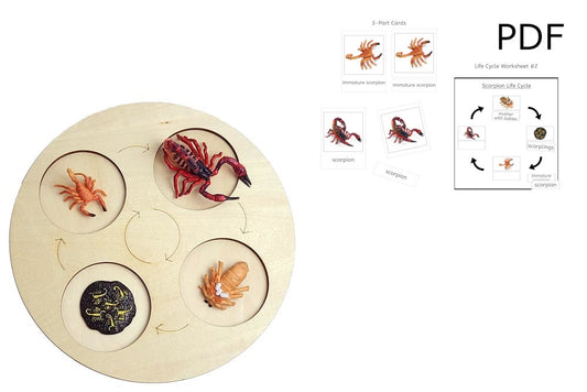 Life Cycle of a Scorpion with Tray