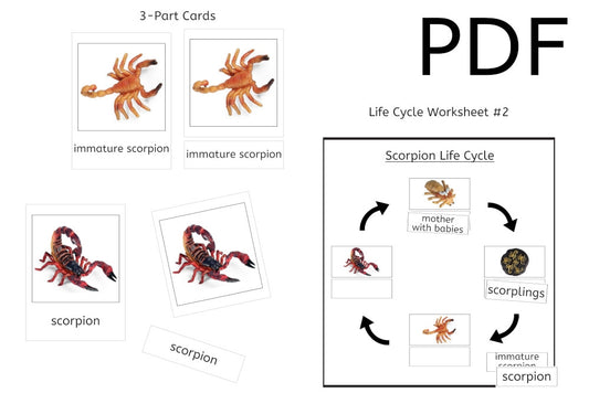 Scorpion Life Cycle 3-Part Cards & Worksheets (PDF)