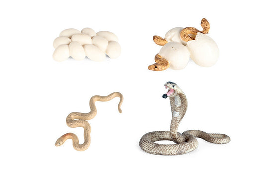 Life Cycle of a Snake