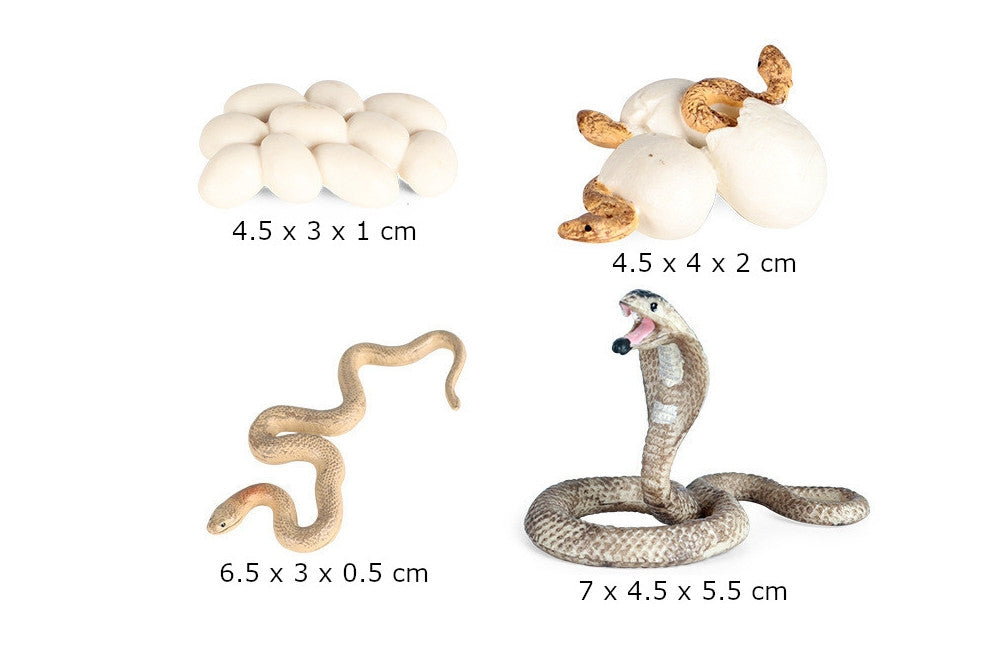 Life Cycle of a Snake with Tray