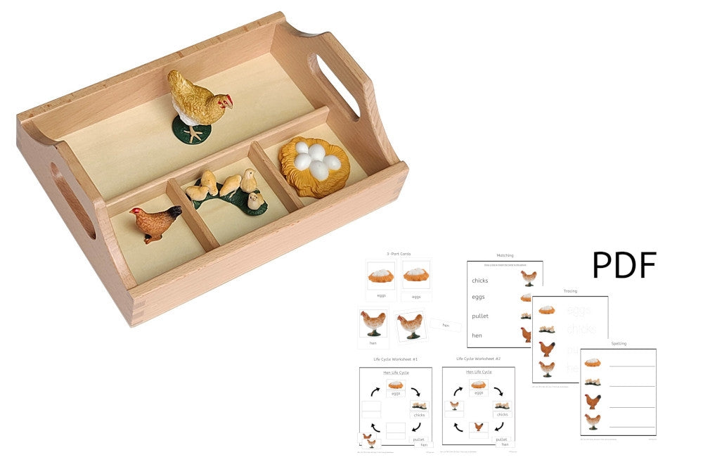 Life Cycle of a Hen with Sorting Tray