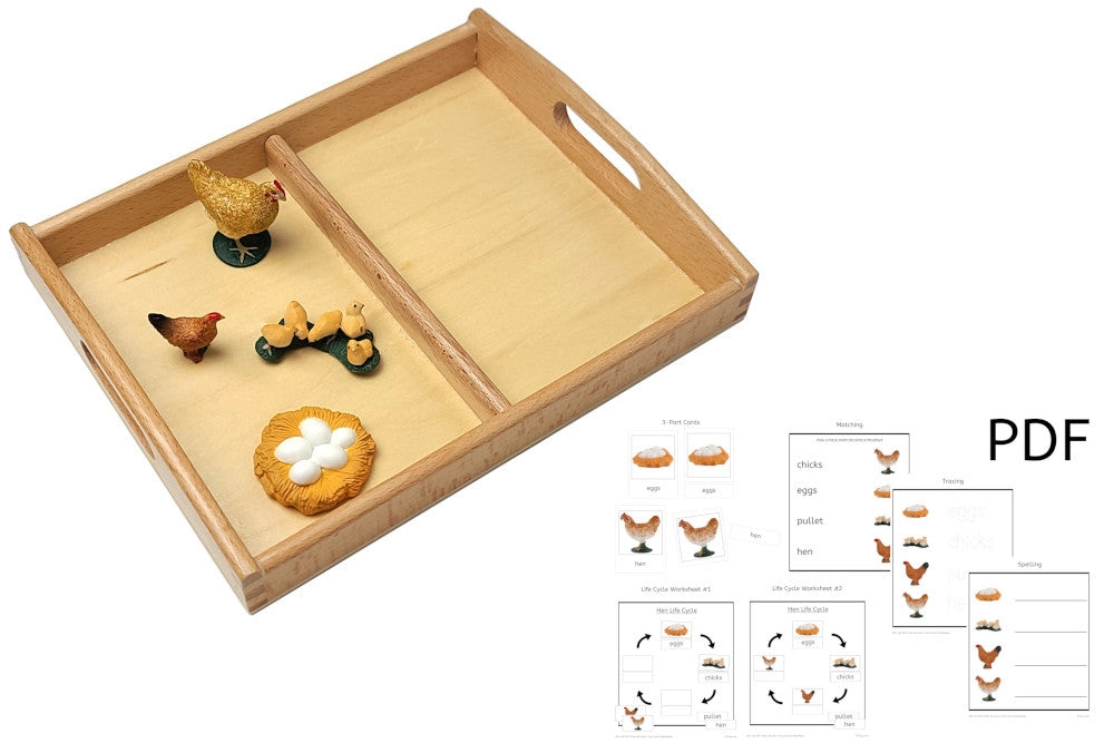 Models of Hen Life Cycle with Tray and PDF set