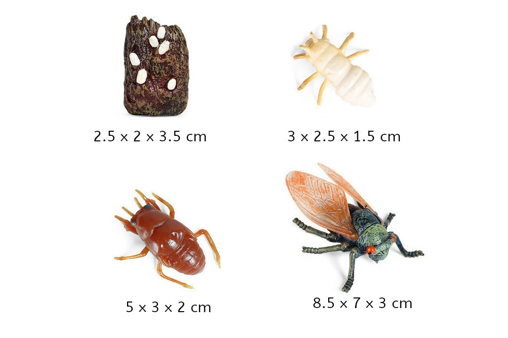 Models of Cicada Life Cycle with Demo Tray and PDF Cards