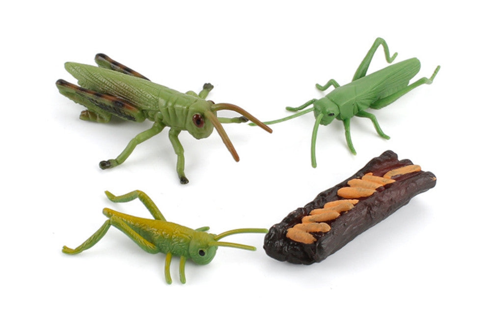 Models of Grasshopper Life Cycle