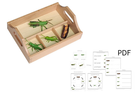 Life Cycle of a Grasshopper with Sorting Tray