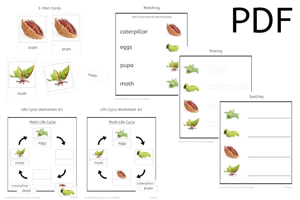 Moth Life Cycle 3-Part Cards & Worksheets (PDF)