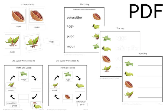 Moth Life Cycle 3-Part Cards & Worksheets (PDF)