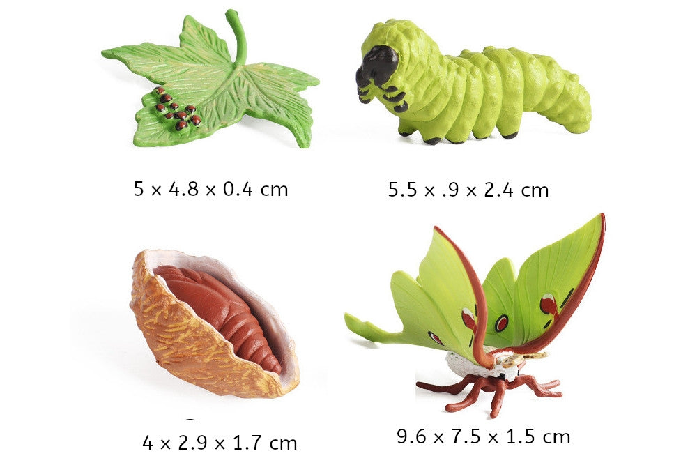 Moth Life Cycle with Sorting Tray