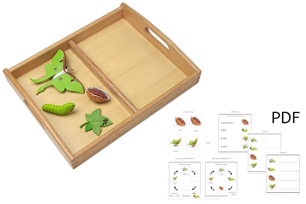 Moth Life Cycle with Tray and PDF set