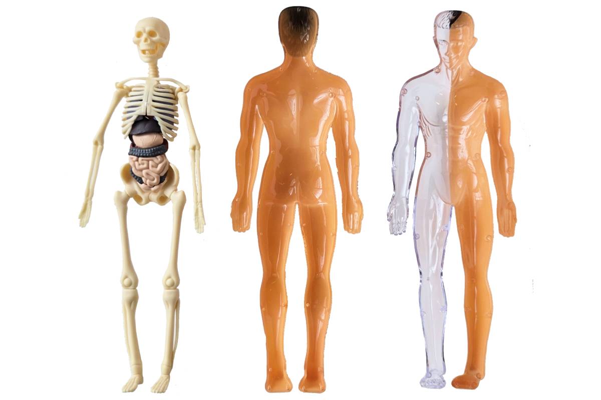 Health Body Model The Human Body - Anatomy Model - IFIT Montessori