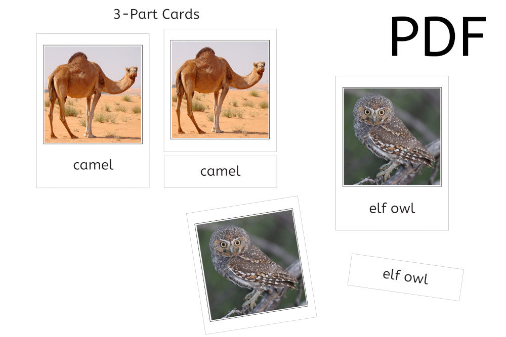 Desert Animals 3-Part Cards (PDF)
