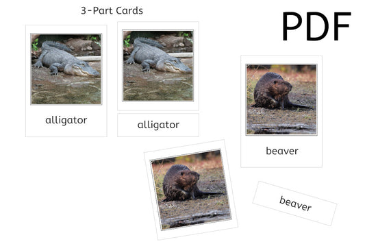 Wetland Animals 3-Part Cards (PDF)