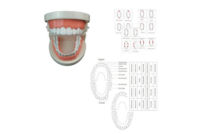 Plastic tooth model with PDF tooth chart and 3-part cards.