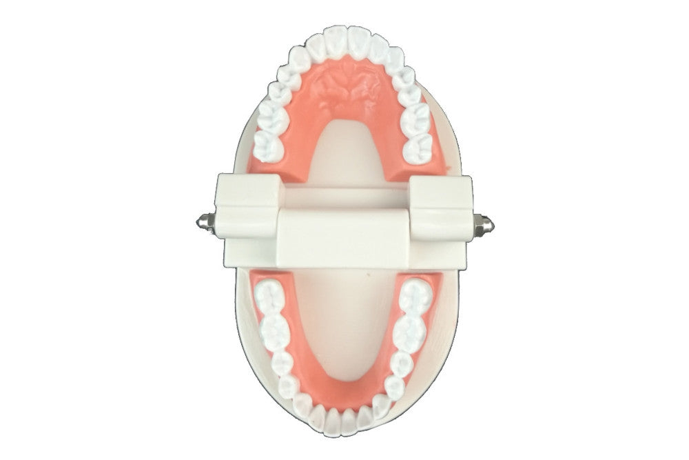 Plastic tooth model with gums. Model is hinged so the jaw can open and close.