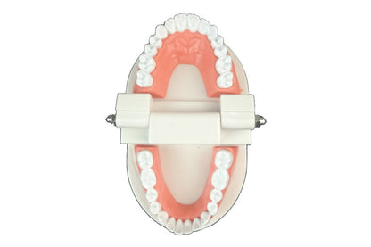 Plastic tooth model with gums. Model is hinged so the jaw can open and close.