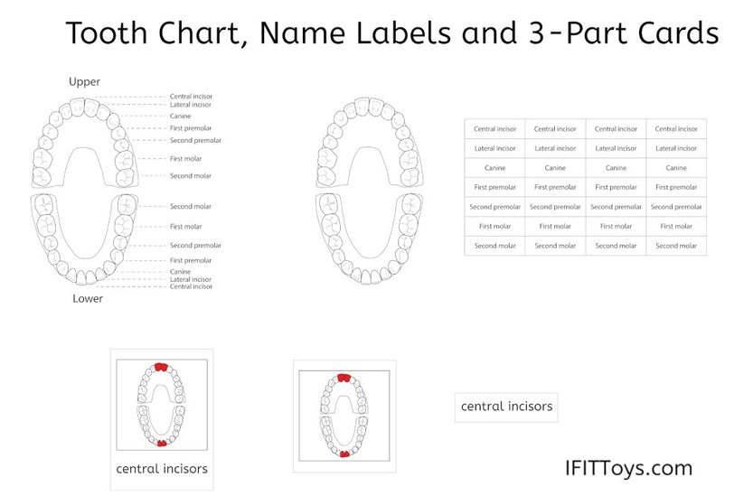 Tooth Chart, Name Labels and 3-Part Cards (PDF) - IFIT Montessori