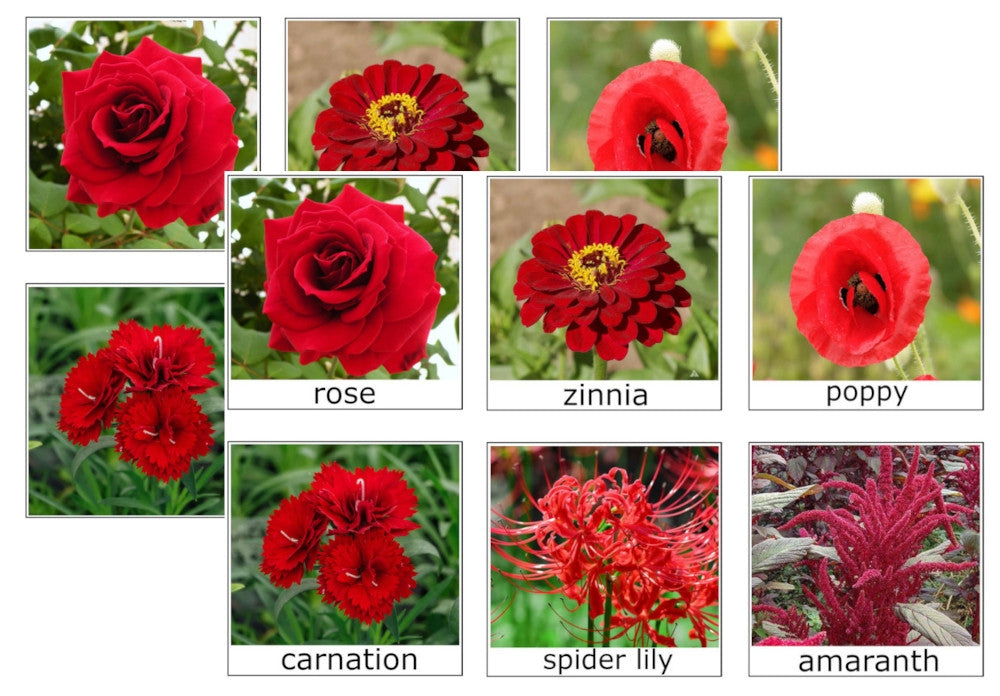 Flower Colour Sorting Cards (PDF)