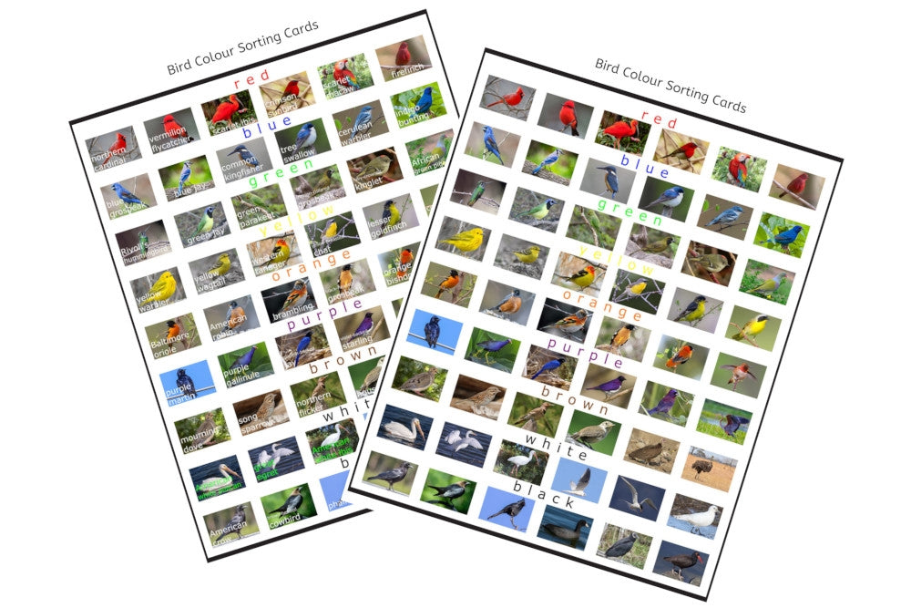 Bird Colour Sorting Cards (PDF)